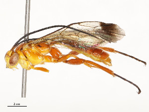  ( - CBG-A58657-D03)  @11 [ ] CreativeCommons - Attribution Share - Alike (2024) CBG Photography Group Centre for Biodiversity Genomics