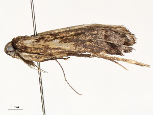  ( - CBG-A58658-A11)  @11 [ ] CreativeCommons - Attribution Share - Alike (2024) CBG Photography Group Centre for Biodiversity Genomics