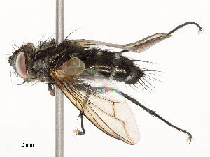  ( - CBG-A58658-C06)  @11 [ ] CreativeCommons - Attribution Share - Alike (2024) CBG Photography Group Centre for Biodiversity Genomics