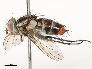  ( - CBG-A58658-C12)  @11 [ ] CreativeCommons - Attribution Share - Alike (2024) CBG Photography Group Centre for Biodiversity Genomics