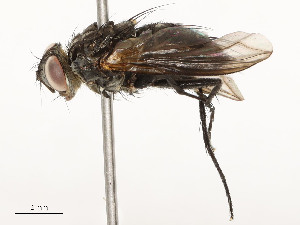  ( - CBG-A58658-D09)  @11 [ ] CreativeCommons - Attribution Share - Alike (2024) CBG Photography Group Centre for Biodiversity Genomics