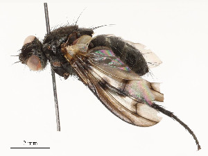  ( - CBG-A58658-G04)  @11 [ ] CreativeCommons - Attribution Share - Alike (2024) CBG Photography Group Centre for Biodiversity Genomics