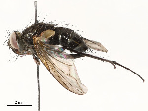  ( - CBG-A58658-G10)  @11 [ ] CreativeCommons - Attribution Share - Alike (2024) CBG Photography Group Centre for Biodiversity Genomics