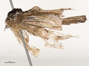  ( - CBG-A58659-A04)  @11 [ ] CreativeCommons - Attribution Share - Alike (2025) CBG Photography Group Centre for Biodiversity Genomics