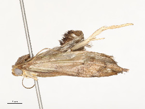  ( - CBG-A58659-A10)  @11 [ ] CreativeCommons - Attribution Share - Alike (2025) CBG Photography Group Centre for Biodiversity Genomics