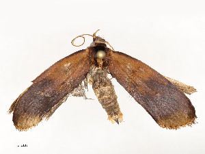  ( - CBG-A58659-B02)  @11 [ ] CreativeCommons - Attribution Share - Alike (2025) CBG Photography Group Centre for Biodiversity Genomics