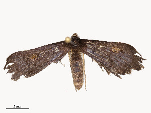  ( - CBG-A58659-B06)  @11 [ ] CreativeCommons - Attribution Share - Alike (2025) CBG Photography Group Centre for Biodiversity Genomics