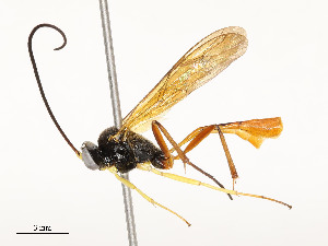  (Dusona INB-20 - CBG-A58659-G03)  @11 [ ] CreativeCommons - Attribution Share - Alike (2025) CBG Photography Group Centre for Biodiversity Genomics