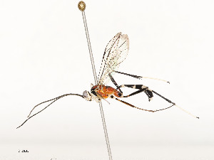  ( - CBG-A58661-B07)  @11 [ ] CreativeCommons - Attribution Share - Alike (2025) CBG Photography Group Centre for Biodiversity Genomics