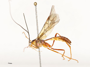  ( - CBG-A58661-B08)  @11 [ ] CreativeCommons - Attribution Share - Alike (2025) CBG Photography Group Centre for Biodiversity Genomics