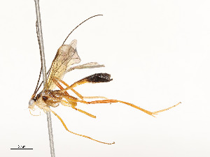  ( - CBG-A58661-B09)  @11 [ ] CreativeCommons - Attribution Share - Alike (2025) CBG Photography Group Centre for Biodiversity Genomics