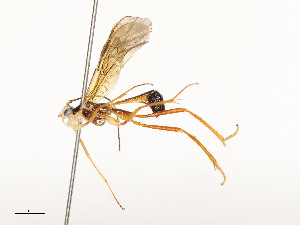  ( - CBG-A58661-B12)  @11 [ ] CreativeCommons - Attribution Share - Alike (2025) CBG Photography Group Centre for Biodiversity Genomics