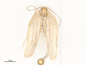  ( - CBG-A58661-E08)  @11 [ ] CreativeCommons - Attribution Share - Alike (2025) CBG Photography Group Centre for Biodiversity Genomics