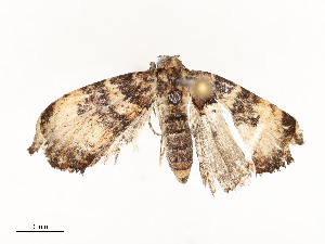  ( - CBG-A58661-G01)  @11 [ ] CreativeCommons - Attribution Share - Alike (2025) CBG Photography Group Centre for Biodiversity Genomics