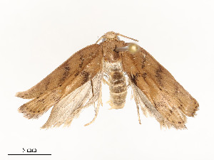  ( - CBG-A58661-G03)  @11 [ ] CreativeCommons - Attribution Share - Alike (2025) CBG Photography Group Centre for Biodiversity Genomics