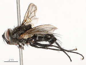  ( - CBG-A58697-B02)  @11 [ ] CreativeCommons - Attribution Share - Alike (2024) CBG Photography Group Centre for Biodiversity Genomics