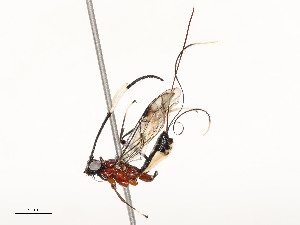  ( - CBG-A58697-C07)  @11 [ ] CreativeCommons - Attribution Share - Alike (2024) CBG Photography Group Centre for Biodiversity Genomics