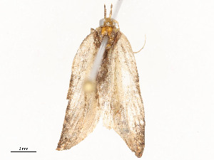  ( - CBG-A58697-E01)  @11 [ ] CreativeCommons - Attribution Share - Alike (2024) CBG Photography Group Centre for Biodiversity Genomics