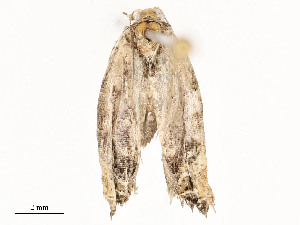  (tortMalaise9627 malaise9627 - CBG-A58697-E03)  @11 [ ] CreativeCommons - Attribution Share - Alike (2024) CBG Photography Group Centre for Biodiversity Genomics