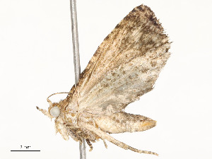  (tortMalaise1463 - CBG-A58697-E05)  @11 [ ] CreativeCommons - Attribution Share - Alike (2024) CBG Photography Group Centre for Biodiversity Genomics