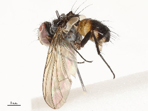  ( - CBG-A58698-B12)  @11 [ ] CreativeCommons - Attribution Share - Alike (2024) CBG Photography Group Centre for Biodiversity Genomics