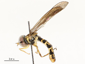  ( - CBG-A58698-G04)  @11 [ ] CreativeCommons - Attribution Share - Alike (2024) CBG Photography Group Centre for Biodiversity Genomics