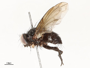  (Ebenia Malaise0168 - CBG-A58698-H02)  @11 [ ] CreativeCommons - Attribution Share - Alike (2024) CBG Photography Group Centre for Biodiversity Genomics