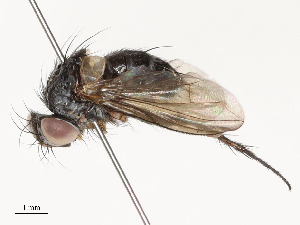  (Malaise01 Malalaise8505 - CBG-A58699-A02)  @11 [ ] CreativeCommons - Attribution Share - Alike (2024) CBG Photography Group Centre for Biodiversity Genomics