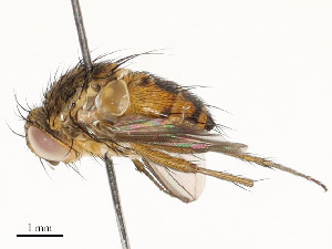  ( - CBG-A58699-D03)  @11 [ ] CreativeCommons - Attribution Share - Alike (2024) CBG Photography Group Centre for Biodiversity Genomics