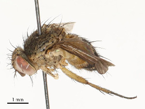  ( - CBG-A58700-B08)  @11 [ ] CreativeCommons - Attribution Share - Alike (2024) CBG Photography Group Centre for Biodiversity Genomics