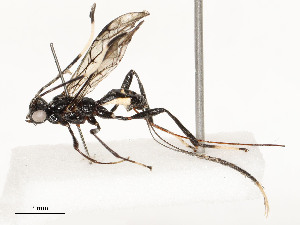  ( - CBG-A58700-E02)  @11 [ ] CreativeCommons - Attribution Share - Alike (2024) CBG Photography Group Centre for Biodiversity Genomics