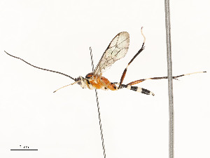  ( - CBG-A58700-E10)  @11 [ ] CreativeCommons - Attribution Share - Alike (2024) CBG Photography Group Centre for Biodiversity Genomics