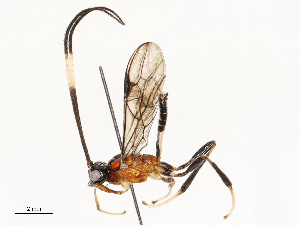  ( - CBG-A58700-F01)  @11 [ ] CreativeCommons - Attribution Share - Alike (2024) CBG Photography Group Centre for Biodiversity Genomics