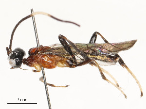  ( - CBG-A58700-F02)  @11 [ ] CreativeCommons - Attribution Share - Alike (2024) CBG Photography Group Centre for Biodiversity Genomics