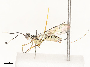  ( - CBG-A58700-H07)  @11 [ ] CreativeCommons - Attribution Share - Alike (2024) CBG Photography Group Centre for Biodiversity Genomics