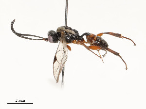  ( - CBG-A58701-C04)  @11 [ ] CreativeCommons - Attribution Share - Alike (2025) CBG Photography Group Centre for Biodiversity Genomics