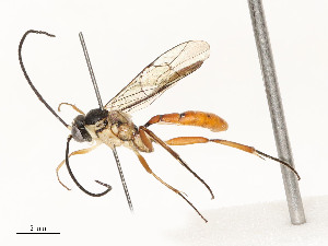  (Hyposoter INB-36 - CBG-A58701-C10)  @11 [ ] CreativeCommons - Attribution Share - Alike (2025) CBG Photography Group Centre for Biodiversity Genomics