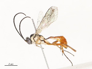  ( - CBG-A58701-D01)  @11 [ ] CreativeCommons - Attribution Share - Alike (2025) CBG Photography Group Centre for Biodiversity Genomics