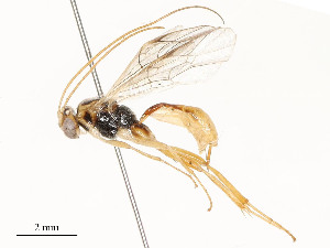  ( - CBG-A58701-D12)  @11 [ ] CreativeCommons - Attribution Share - Alike (2025) CBG Photography Group Centre for Biodiversity Genomics