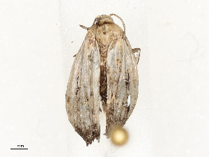  (NocMalaise01 - CBG-A58702-A09)  @11 [ ] CreativeCommons - Attribution Share - Alike (2025) CBG Photography Group Centre for Biodiversity Genomics