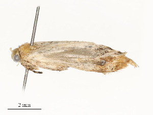 (hetMalaise01 - CBG-A58702-C11)  @11 [ ] CreativeCommons - Attribution Share - Alike (2025) CBG Photography Group Centre for Biodiversity Genomics