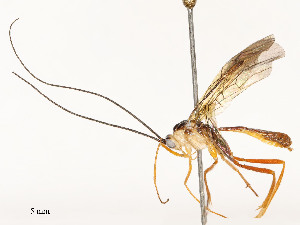  ( - CBG-A58713-H09)  @11 [ ] CreativeCommons - Attribution Share - Alike (2025) CBG Photography Group Centre for Biodiversity Genomics