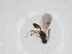  (Leiophron Malaise3865 - CBG-A59229-E10)  @11 [ ] CreativeCommons - Attribution Share - Alike (2024) Centre for Biodiversity Genomics Centre for Biodiversity Genomics