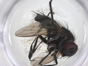  ( - CBG-A59241-F01)  @11 [ ] CreativeCommons - Attribution Share - Alike (2024) Centre for Biodiversity Genomics Centre for Biodiversity Genomics