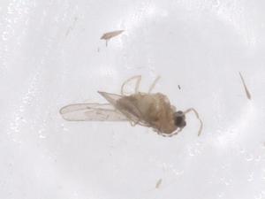  ( - CBG-A59404-G02)  @11 [ ] CreativeCommons - Attribution Share - Alike (2024) Centre for Biodiversity Genomics Centre for Biodiversity Genomics