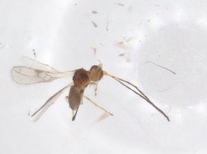  ( - CBG-A59411-E05)  @11 [ ] CreativeCommons - Attribution Share - Alike (2024) Centre for Biodiversity Genomics Centre for Biodiversity Genomics