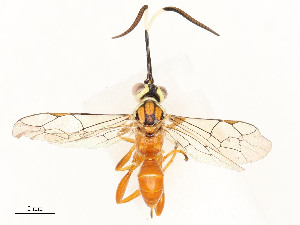  ( - CBG-A59485-D09)  @11 [ ] CreativeCommons - Attribution Share - Alike (2025) CBG Photography Group Centre for Biodiversity Genomics