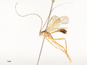  ( - CBG-A59485-G01)  @11 [ ] CreativeCommons - Attribution Share - Alike (2025) CBG Photography Group Centre for Biodiversity Genomics