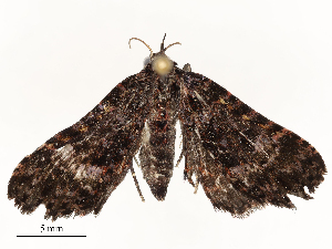  (Metalectra Malaise6825 - CBG-A59493-F06)  @11 [ ] CreativeCommons - Attribution Share - Alike (2025) CBG Photography Group Centre for Biodiversity Genomics