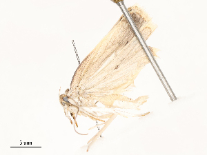  ( - CBG-A59493-F08)  @11 [ ] CreativeCommons - Attribution Share - Alike (2025) CBG Photography Group Centre for Biodiversity Genomics